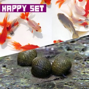 (金魚・貝) 【ハッピーセット】ミックス金魚（約３cm)(２匹)  ＋石巻貝（約-cm)(１０匹)  【水槽/熱帯魚/観賞魚/飼育】【生体】【通販/販