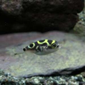 (熱帯魚 生体) ８の字フグ（ハチノジフグ）　（約１.５-３cm）（５匹）  【水槽/熱帯魚/観賞魚/飼育】【生体】【通販/販売】【アクアリウ