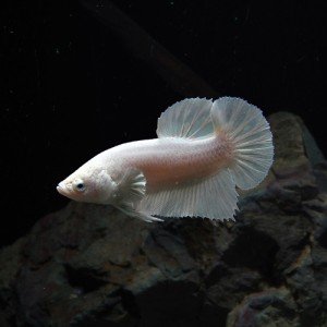 (熱帯魚 ベタ) ベタ　プラガット　プラチナホワイト　オス ♂　（約３cm）（１匹）  【水槽/熱帯魚/観賞魚/飼育】【生体】【通販/販売】