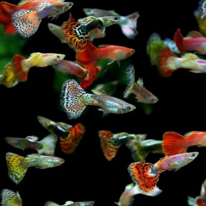 (熱帯魚 生体) ( オススメ)ミックスグッピー【外国産】　（約３cm）（５０ペア）  【水槽/熱帯魚/観賞魚/飼育】【生体】【通販/販売】【