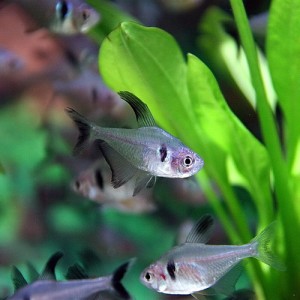 (熱帯魚 生体) ブラックファントム　（約１-１.５cm）（５０匹）  【水槽/熱帯魚/観賞魚/飼育】【生体】【通販/販売】【アクアリウム/あ