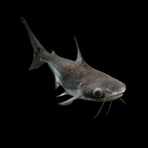 熱帯魚 生体 パールム 約４cm １匹 水槽 熱帯魚 観賞魚 飼育 生体 通販 販売 アクアリウム あくありうむ の通販はau Wowma ワウマ 熱帯魚通販のネオス 商品ロットナンバー