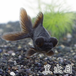 (金魚 生体) 黒出目金　（約５-８cm）（１匹）　  【水槽/熱帯魚/観賞魚/飼育】【生体】【通販/販売】【アクアリウム/あくありうむ】 