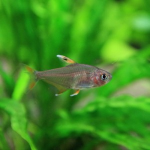 (熱帯魚 生体) ホワイトフィンロージーテトラ　（約３cm）（３匹）  【水槽/熱帯魚/観賞魚/飼育】【生体】【通販/販売】【アクアリウム/