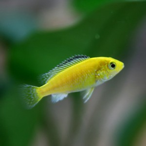 (熱帯魚 生体) ラビドクロミス　カエルレウス　（約２-３cm）（４匹）  【水槽/熱帯魚/観賞魚/飼育】【生体】【通販/販売】【アクアリウ