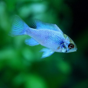 (熱帯魚) エレクトリックブルーラミレジィ　（約２-３cm）（１匹）  【美しい熱帯魚】【水槽/熱帯魚/観賞魚/飼育】【生体】【通販/販売】