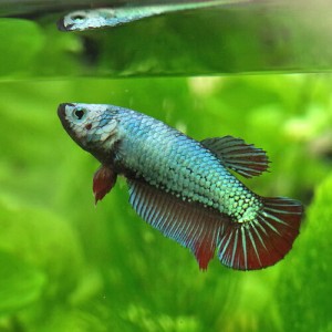 (熱帯魚 ベタ) ベタ　メタリカ　色おまかせ　メス ♀　（約３-４cm）（１匹）  【水槽/熱帯魚/観賞魚/飼育】【生体】【通販/販売】【アク