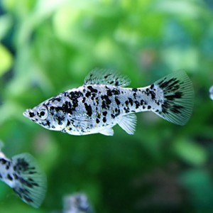 (熱帯魚 生体) ダルメシアンモーリー　（約４cm）（４匹）  【Tropical fish】【水槽/熱帯魚/観賞魚/飼育】【生体】【通販/販売】【アク