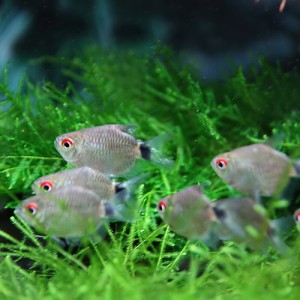 熱帯魚 生体 バルーンモンクホーシャ 約３cm ５匹 水槽 熱帯魚 観賞魚 飼育 生体 通販 販売 アクアリウム あくありの通販はau Pay マーケット 熱帯魚通販のネオス 商品ロットナンバー