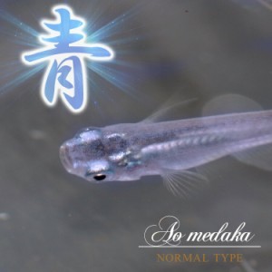 (めだか) 青メダカ　（約１.５-２cm）(１０匹)  【水槽/熱帯魚/観賞魚/飼育】【生体】【通販/販売】【アクアリウム/あくありうむ】 