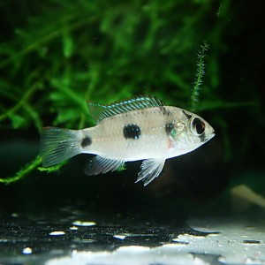 (熱帯魚 生体) アノマロクロミス　トーマシー　（約２-３cm）（２匹）  【水槽/熱帯魚/観賞魚/飼育】【生体】【通販/販売】【アクアリウ