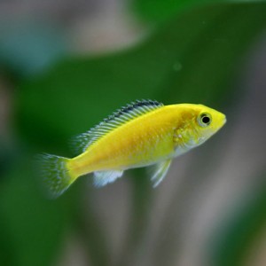 (熱帯魚 生体) ラビドクロミス　カエルレウス　（約２-３cm）（１匹）  【水槽/熱帯魚/観賞魚/飼育】【生体】【通販/販売】【アクアリウ