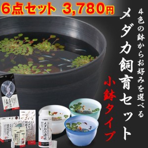 メダカの飼育セット 小鉢タイプ 必要な用品が全て揃う ネオス オリジナルセット　 【小型 水槽セット】  【水槽/熱帯魚/観賞魚/飼育】【