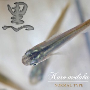 (めだか) クロメダカ　（約２-３cm）（３０匹）  【水槽/熱帯魚/観賞魚/飼育】【生体】【通販/販売】【アクアリウム/あくありうむ】 