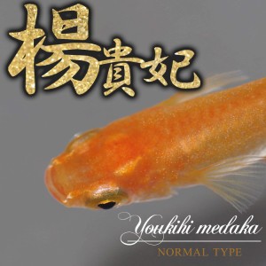 (めだか)楊貴妃メダカ/楊貴妃めだか　（約２cm）（１２匹）  【水槽/熱帯魚/観賞魚/飼育】【生体】【通販/販売】【アクアリウム/あくあり