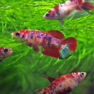 (熱帯魚 ベタ) ベタ 　コイカラーベタ　メス ♀　色おまかせ　（約３-４cm）（５匹）　  【水槽/熱帯魚/観賞魚/飼育】【生体】【通販/販