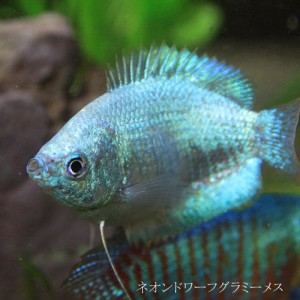 (熱帯魚 生体) ネオンドワーフグラミー　メス　♀　（約３-４cm）　（１匹）  【美しい熱帯魚】【水槽/熱帯魚/観賞魚/飼育】【生体】【通