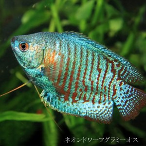 (熱帯魚 生体) ネオンドワーフグラミー　（約４cm）オス（１匹）  【美しい熱帯魚】【水槽/熱帯魚/観賞魚/飼育】【生体】【通販/販売】【