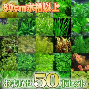 (水草) おまかせ水草　水槽サイズ６０cm〜にお勧め　（７種以上　５０本セット）  【水槽/熱帯魚/観賞魚/飼育】【生体】【通販/販売】【