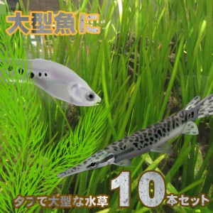 (水草) 大型魚水槽に　タフで大型な水草　　(１０本セット)   【水槽/熱帯魚/観賞魚/飼育】【生体】【通販/販売】【アクアリウム/あくあ