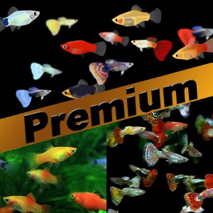 (熱帯魚 生体) 【プレミアムセット】ミックスグッピー（約３cm)(１０ペア) ＋ ミックスプラティ（約２-３cm)(１５匹)  【水槽/熱帯魚/観