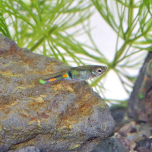 (熱帯魚 生体) エンドラーズ　グッピー　エルティグレ【外国産】　（約２-２.５cm）（♂５匹）  【水槽/熱帯魚/観賞魚/飼育】【生体】【