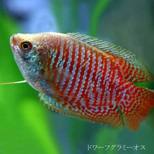 (熱帯魚 生体) ドワーフグラミー　オス ♂　（約４cm）（１匹）  【水槽/熱帯魚/観賞魚/飼育】【生体】【通販/販売】【アクアリウム/あく