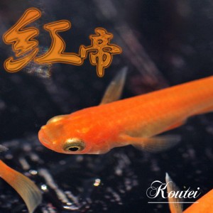  (めだか) 紅帝　メダカ　（約２cm）（３匹）  【水槽/熱帯魚/観賞魚/飼育】【生体】【通販/販売】【アクアリウム/あくありうむ】 