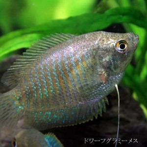 (熱帯魚 生体) ドワーフグラミー　メス　♀（約３-４cm）　（１匹）  【水槽/熱帯魚/観賞魚/飼育】【生体】【通販/販売】【アクアリウム/