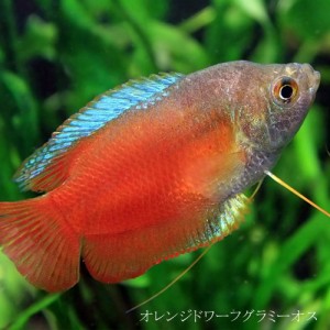 (熱帯魚 生体) オレンジドワーフグラミー　オス ♂　（約４cm）（１匹）　  【ねったいぎょ】【水槽/熱帯魚/観賞魚/飼育】【生体】【通販