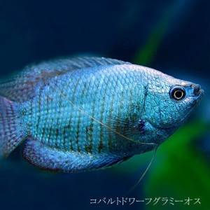 (熱帯魚 生体) コバルトドワーフグラミー　オス　♂　（約４cm）（１匹）  【水槽/熱帯魚/観賞魚/飼育】【生体】【通販/販売】【アクアリ