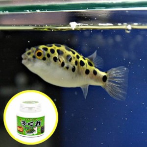 (熱帯魚 生体) ミドリフグ（約２-３cm）（１０匹） ＋ フグリキ（ふぐ力）　３０g 【フグ専用エサ】  【水槽/熱帯魚/観賞魚/飼育】【生体