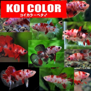 (熱帯魚 ベタ)ベタ　コイカラー　オス ♂　（色おまかせ）（１匹）  【水槽/熱帯魚/観賞魚/飼育】【生体】【通販/販売】【アクアリウム/