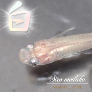 (めだか) 白メダカ　（約２-３cm）（２０匹）  【水槽/熱帯魚/観賞魚/飼育】【生体】【通販/販売】【アクアリウム/あくありうむ】 