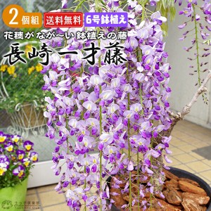 長崎一才藤 （ 花ふじ ） 6号鉢植え 【2個セット】 【送料無料】