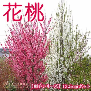 花桃 （ 照手 シリーズ ） 13.5cmポット苗木