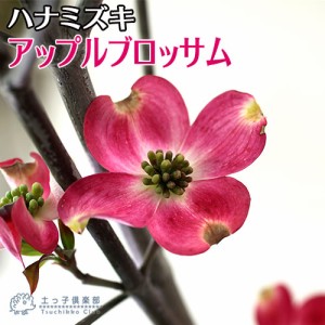 ハナミズキ 『 アップルブロッサム 』 13.5cmポット 苗木