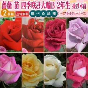 薔薇 苗 四季咲き大輪B 2年生 接ぎ木苗 （ ハイブリットティーローズ ） 【 2個セット 】 【 送料無料 】 【 選べる品種 】