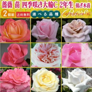 薔薇 苗 四季咲き大輪C 2年生 接ぎ木苗 （ ハイブリットティーローズ ） 【 2個セット 】 【 送料無料 】 【 選べる品種 】