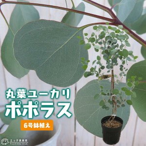 丸葉ユーカリ 『 ポポラス 』 6号鉢植え