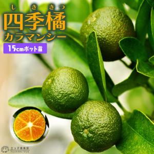 無農薬　カラマンシー　 2キロ カラマンシーの通販｜au PAY マーケット