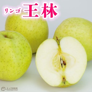 りんご 『 王林 （ おうりん ） 』 15cmポット苗 （ 黄リンゴ ）