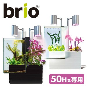 【50Hz専用】 ブリオ35 家庭用 アクアポニックス 水槽 ※植物、生体、砂利は付属しません  水槽 アクアポニクス インテリア水槽 熱帯魚 