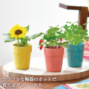 聖新陶芸 ボタニカルポット GD904【Botanical Pot ミニヒマワリ ワイルドストロベリー 四葉のクローバー 栽培セット 栽培キット 室内 か