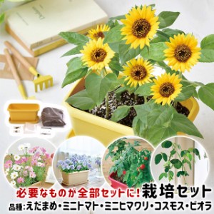 栽培キット 野菜 花 聖新陶芸 エンジョイプランター ベジ フラワー 【聖新陶芸 栽培キット プランター 室内 野菜 花 子ども 簡単 枝豆 ミ