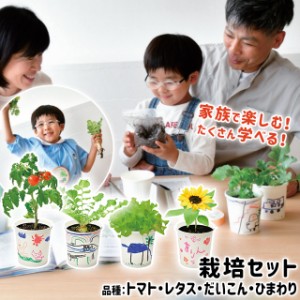 栽培キット 野菜 聖新陶芸 すくすく栽培セット BOX 【聖新陶芸 栽培セット 栽培キット 子ども向け 野菜 室内 ミニトマト ダイコン レタス