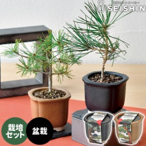 栽培キット 栽培セット The BONSAI GD-992 【聖新陶芸 栽培セット 栽培キット 盆栽栽培キット 栽培 盆栽 松 自由研究 室内 和風 プレゼン