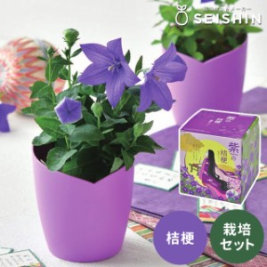 栽培キット 栽培セット 聖新陶芸 紫式部の桔梗栽培セット GD-999 【聖新陶芸 栽培セット 栽培キット 室内 桔梗 園芸 ガーデニング 自由研