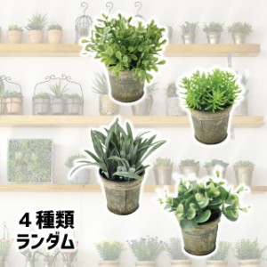 SPICE DECOR IMITATION BLIKI S 4種アソート S インテリア イミテーショングリーン ランダム 多肉植物