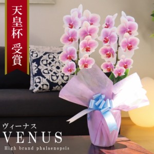 純国産 胡蝶蘭 花持ち長い 中輪 2本立ち 18輪〜 【Venus (ヴィーナス）】白ピンク グラデーション ブランド胡蝶蘭 お祝い プレゼント 花 